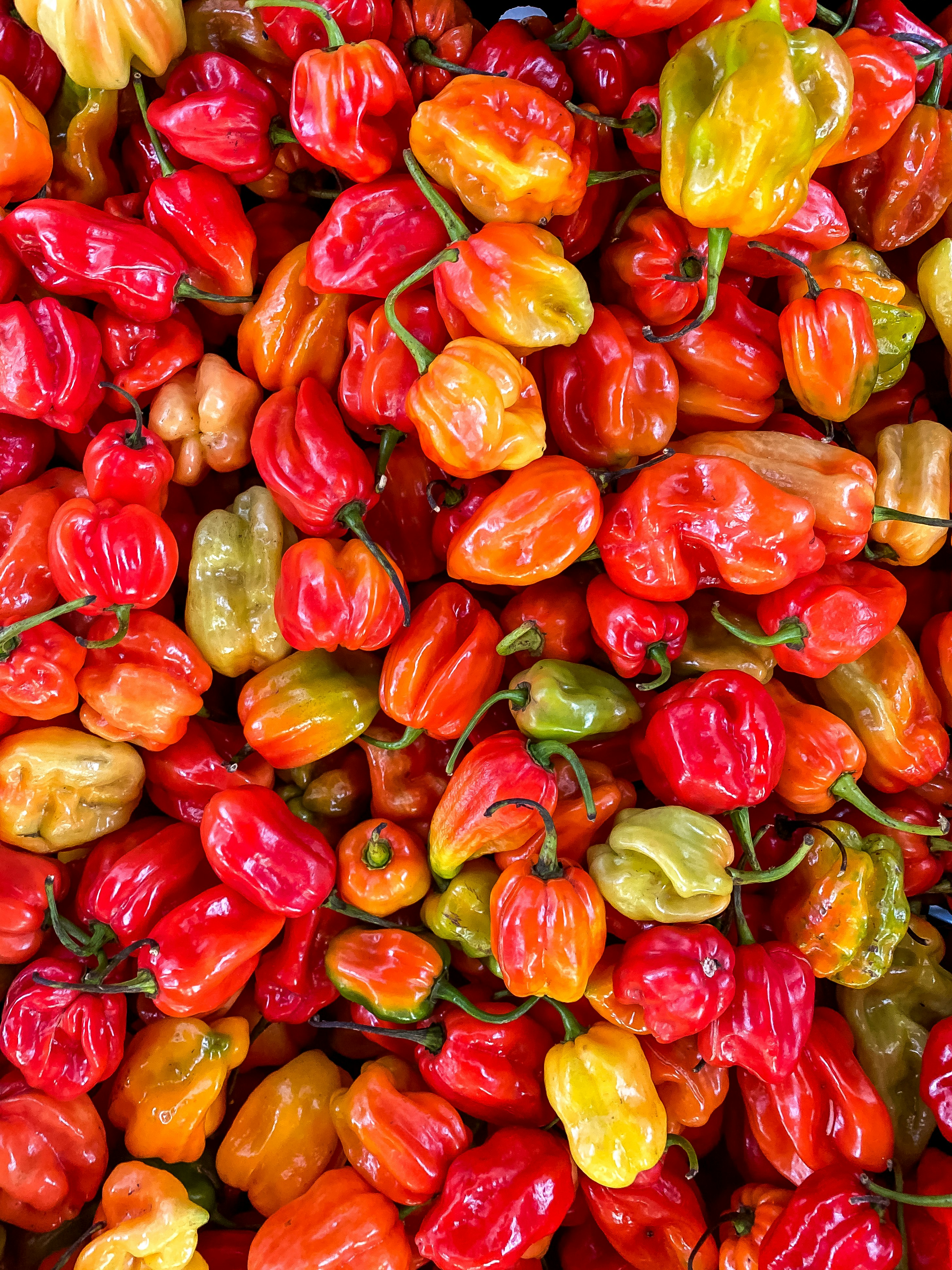 red and yellow flower petals